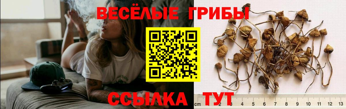 Псилоцибиновые грибы Magic Shrooms  Галлюциногенные грибы Psilocybine cubensis  Спасск-Дальний 